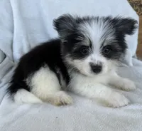 Milo , a male Pomeranian for sale in Dayton, OH – 3 of 6