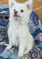 Otis , a male Pomeranian and Mal Shi for sale in Dayton, OH – 7 of 7