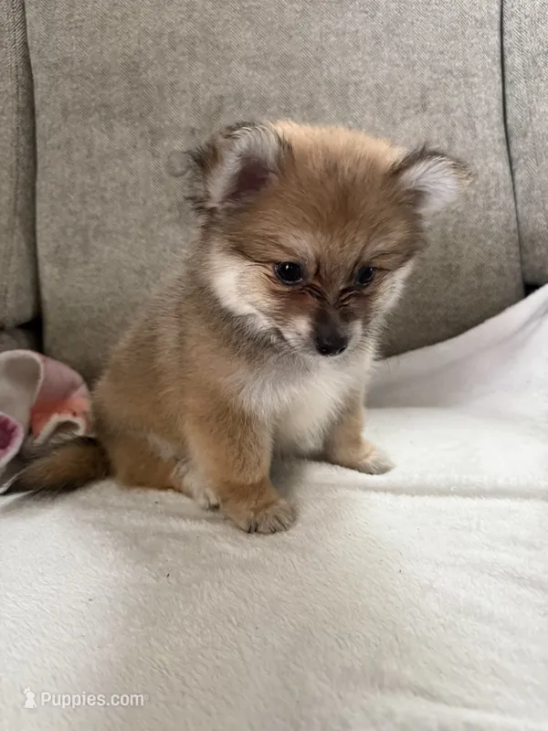 Twix  – Pomeranian puppy for sale in Dayton, OH