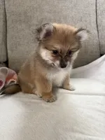 Twix , a male Pomeranian for sale in Dayton, OH – 1 of 4