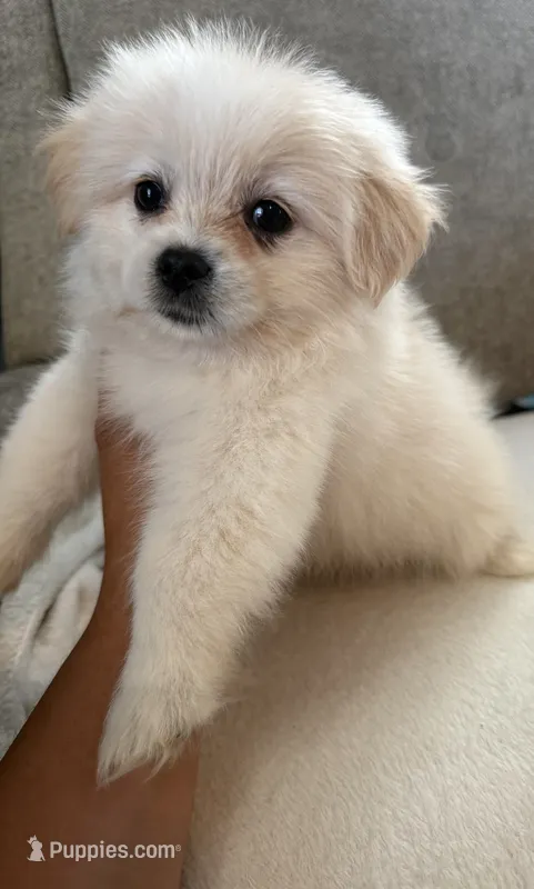 Simba – Maltese, Shih Tzu puppy for sale in Dayton, OH