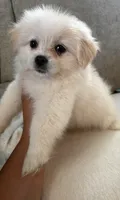 Simba, a male Maltese and Shih Tzu for sale in Dayton, OH – 1 of 2