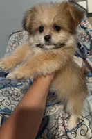 Lilly, a female Maltese and Shih Tzu for sale in Dayton, OH – 2 of 5