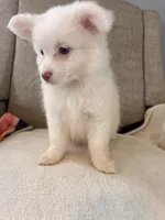 Otis , a male Pomeranian and Maltipom for sale in Dayton, OH – 3 of 4