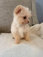 Loki, a male Pomeranian and Maltipom for sale in Dayton, OH – 3 of 5