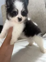 Milo, a male Pomeranian for sale in Dayton, OH – 3 of 4