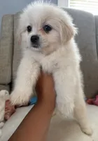 Simba, a male Maltese and Shih Tzu for sale in Dayton, OH – 2 of 2