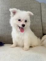 Sprinkle , a female Pomeranian and Maltipom for sale in Dayton, OH – 5 of 5