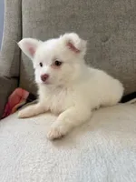 Otis , a male Pomeranian and Maltipom for sale in Dayton, OH – 2 of 4