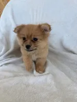 Millie , a female Pomeranian for sale in Dayton, OH – 5 of 6