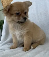 Millie , a female Pomeranian for sale in Dayton, OH – 6 of 6