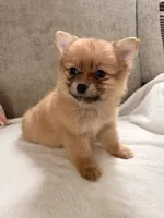 Millie , a female Pomeranian for sale in Dayton, OH – 1 of 3