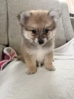 Twix , a male Pomeranian for sale in Dayton, OH – 2 of 4