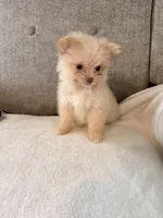 Loki, a male Pomeranian and Maltipom for sale in Dayton, OH – 5 of 5