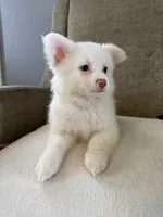 Otis , a male Pomeranian and Maltipom for sale in Dayton, OH – 4 of 4