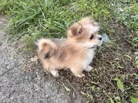 Lilly, a female Pomeranian and Mal Shi for sale in Dayton, OH – 8 of 9