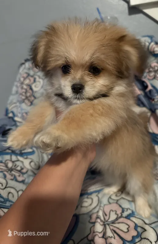 Lilly – Maltese, Shih Tzu puppy for sale in Dayton, OH