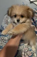 Lilly, a female Maltese and Shih Tzu for sale in Dayton, OH – 1 of 5