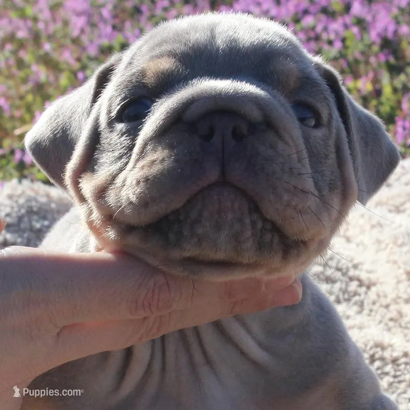 Westley – English Bulldog puppy for sale in Point, TX