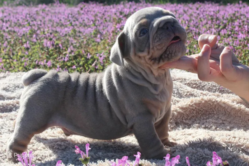 Westley, a male English Bulldog for sale in Point, TX – Photo 1 of 1