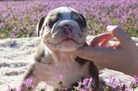Roberts, a male English Bulldog for sale in Point, TX – Photo 3 of 3