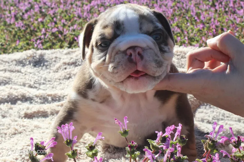 Roberts, a male English Bulldog for sale in Point, TX – Photo 1 of 3