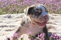 Roberts, a male English Bulldog for sale in Point, TX – Photo 2 of 3