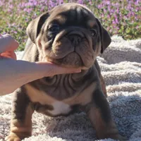 Inigo, a male English Bulldog for sale in Point, TX – Photo 2 of 5