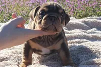 Inigo, a male English Bulldog for sale in Point, TX – Photo 2 of 2