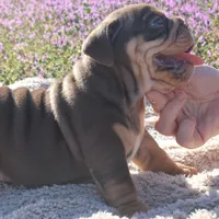 Inigo, a male English Bulldog for sale in Point, TX – Photo 1 of 5