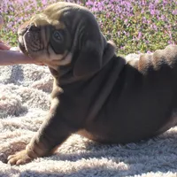 Inigo, a male English Bulldog for sale in Point, TX – Photo 5 of 5