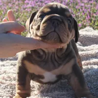 Inigo, a male English Bulldog for sale in Point, TX – Photo 3 of 5