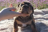 Inigo, a male English Bulldog for sale in Point, TX – Photo 1 of 2