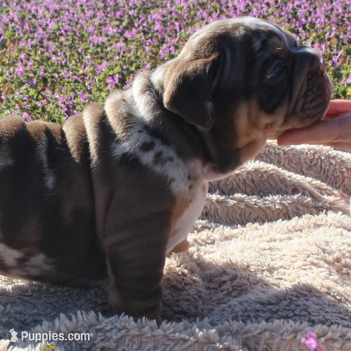 Highness, a female English Bulldog for sale in Point, TX – Photo 7 of 7