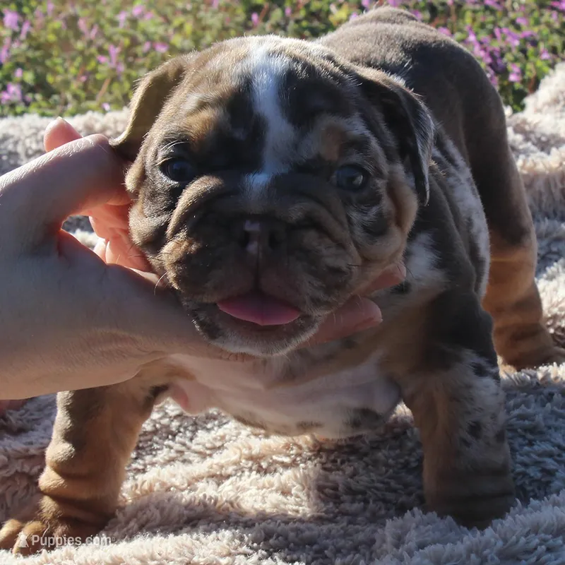 Highness, a female English Bulldog for sale in Point, TX – Photo 1 of 7