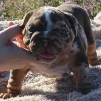 Highness, a female English Bulldog for sale in Point, TX – Photo 1 of 7