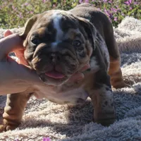 Highness, a female English Bulldog for sale in Point, TX – Photo 5 of 7