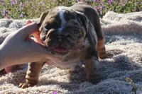 Highness, a female English Bulldog for sale in Point, TX – Photo 5 of 7