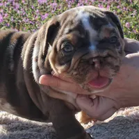 Highness, a female English Bulldog for sale in Point, TX – Photo 2 of 7