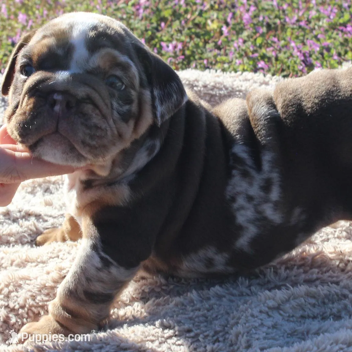 Highness, a female English Bulldog for sale in Point, TX – Photo 3 of 7