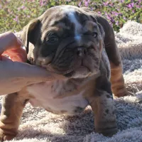 Highness, a female English Bulldog for sale in Point, TX – Photo 4 of 7