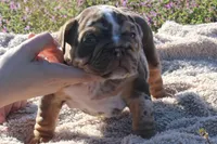Highness, a female English Bulldog for sale in Point, TX – Photo 4 of 7
