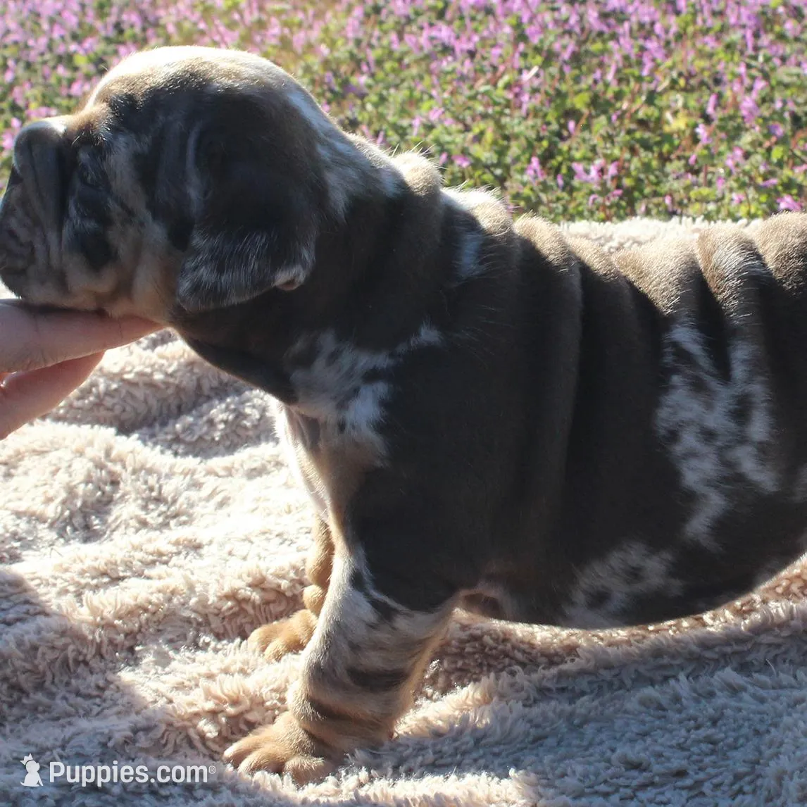 Highness, a female English Bulldog for sale in Point, TX – Photo 6 of 7