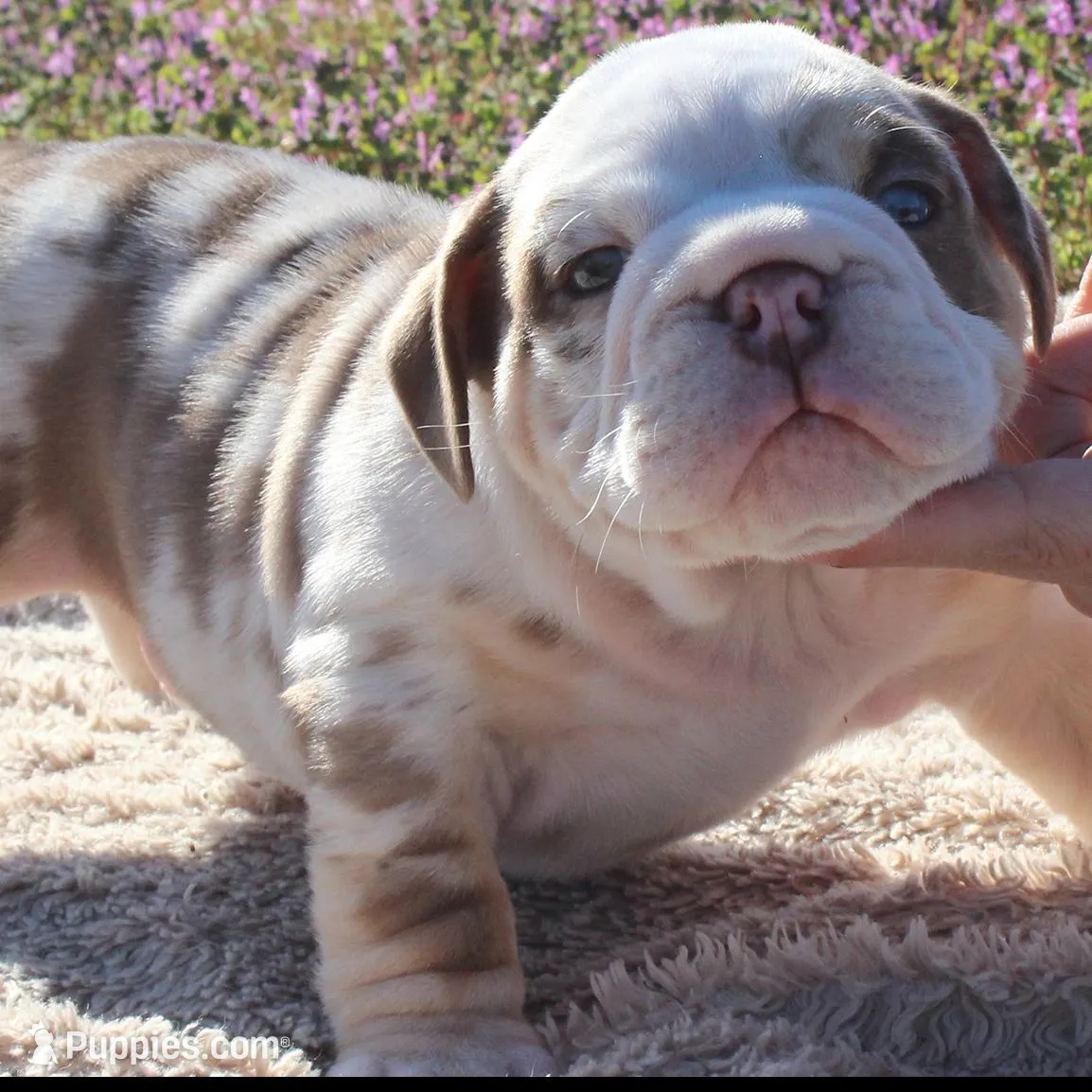 Fezzik, a male English Bulldog for sale in Point, TX – Photo 3 of 6