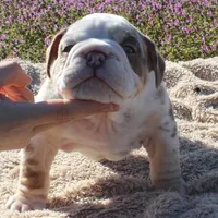 Fezzik, a male English Bulldog for sale in Point, TX – Photo 6 of 7