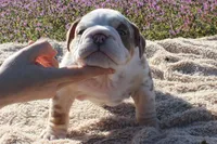 Fezzik, a male English Bulldog for sale in Point, TX – Photo 6 of 6
