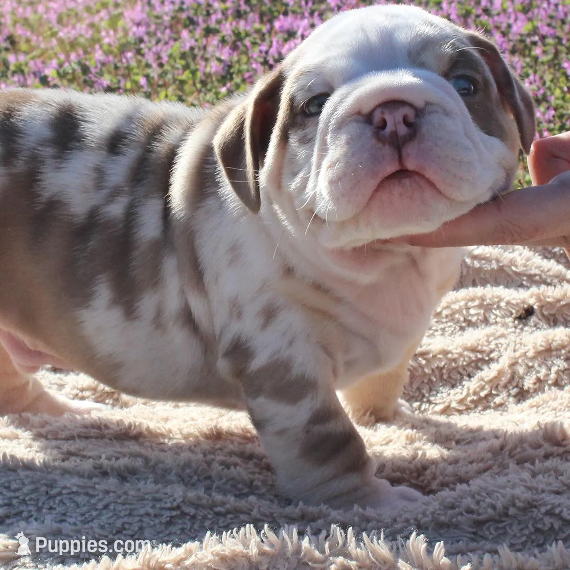 Fezzik, a male English Bulldog for sale in Point, TX – Photo 4 of 6