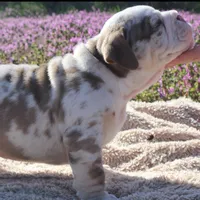 Fezzik, a male English Bulldog for sale in Point, TX – Photo 7 of 7
