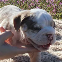 Fezzik, a male English Bulldog for sale in Point, TX – Photo 1 of 7