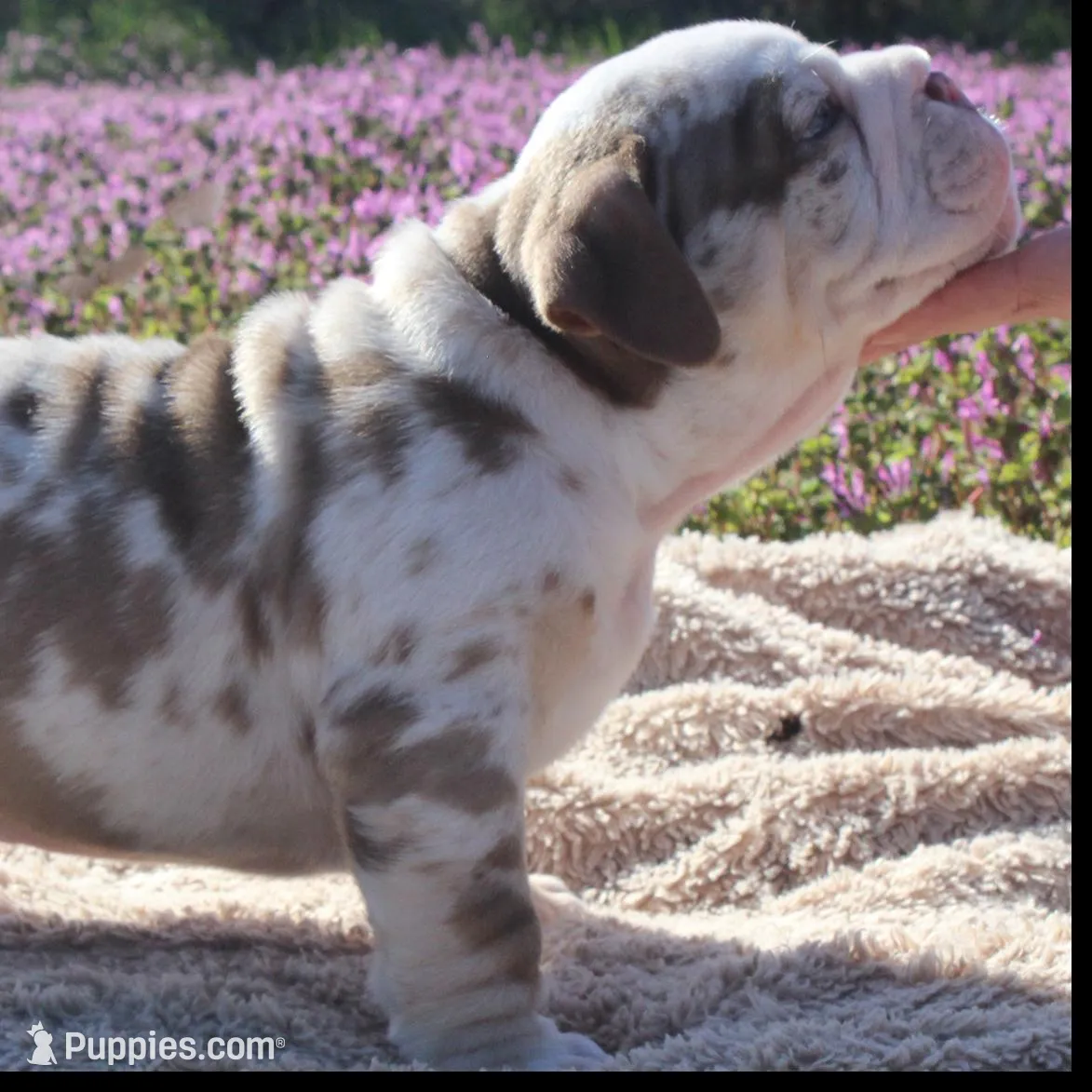 Fezzik, a male English Bulldog for sale in Point, TX – Photo 2 of 6